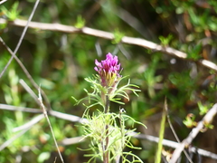 Castilleja exserta