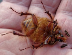 Pleocoma octopagina