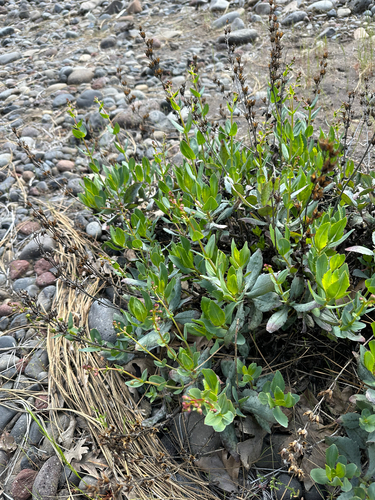 Penstemon barrettiae, photograph 1