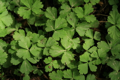 Waldsteinia ternata