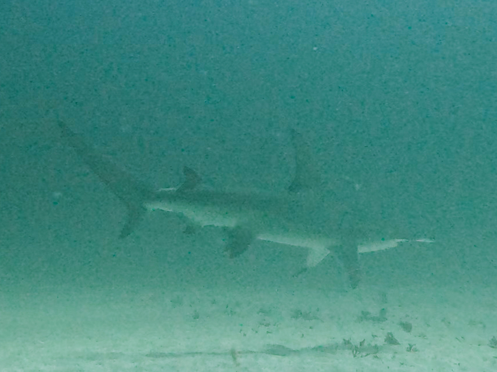 Great hammerhead swimming above a sandy bottom