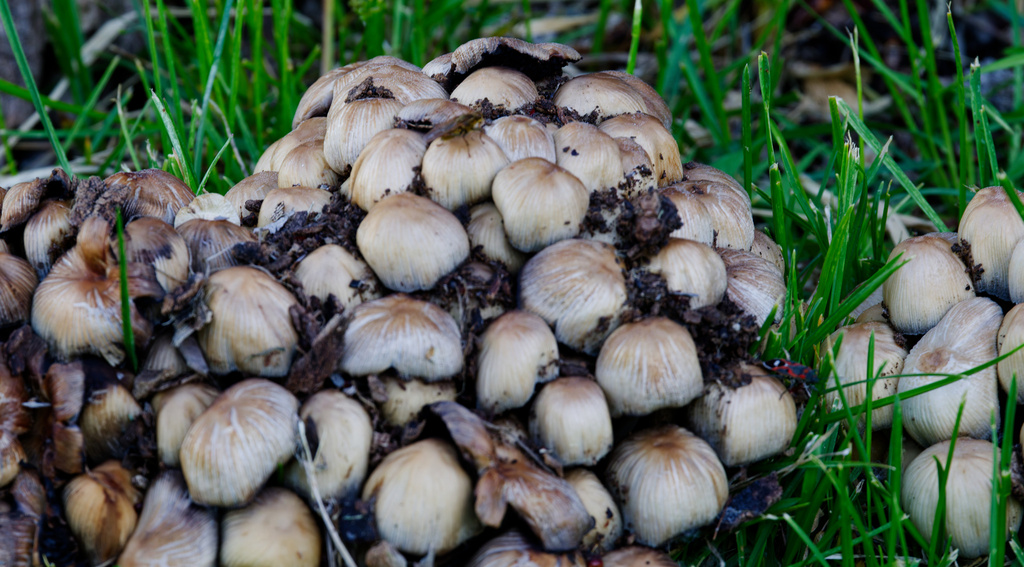 Coprinellus micaceus · April 2026 · photo: © daughterdad (iNaturalist, cc-by)