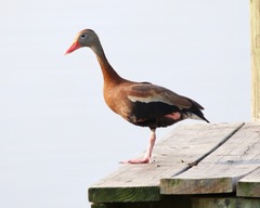 Dendrocygna autumnalis