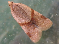 Neocalyptis angustilineata
