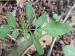 Magnoliopsida