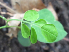 Robinia pseudoacacia