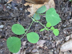 Robinia pseudoacacia