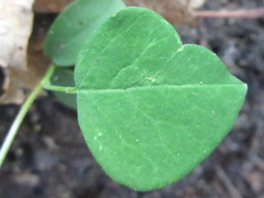 Robinia pseudoacacia