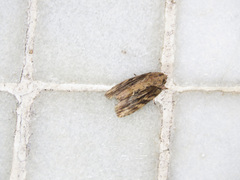 Etanna breviuscula