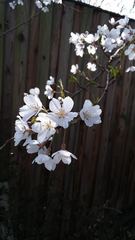 Prunus