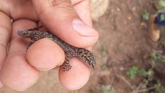 Phyllodactylus homolepidurus