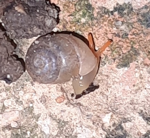 Streptaxis contusus