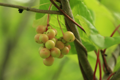 Schisandra chinensis