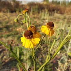 Helenium mexicanum