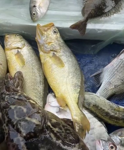 Large Yellow Croaker