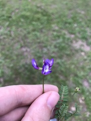 Astragalus lindheimeri