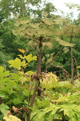 Angelica ursina