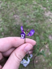 Astragalus lindheimeri