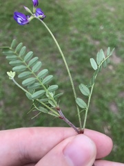 Astragalus lindheimeri