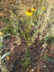 Helenium mexicanum