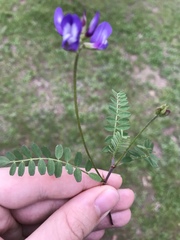 Astragalus lindheimeri