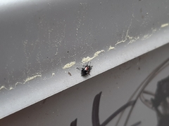 Synolabus bipustulatus