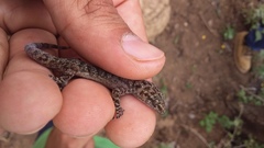 Phyllodactylus homolepidurus