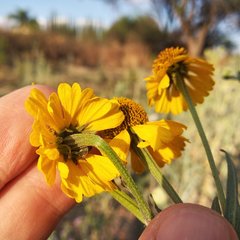 Helenium mexicanum