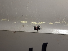 Synolabus bipustulatus