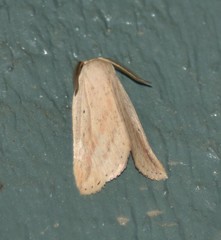Amolita obliqua