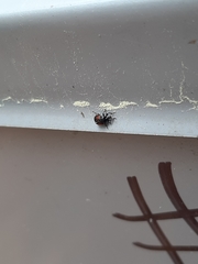 Synolabus bipustulatus