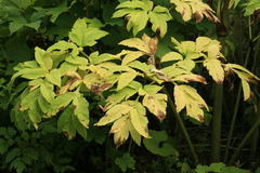 Angelica ursina