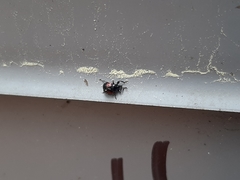 Synolabus bipustulatus