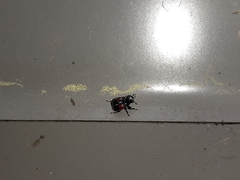 Synolabus bipustulatus