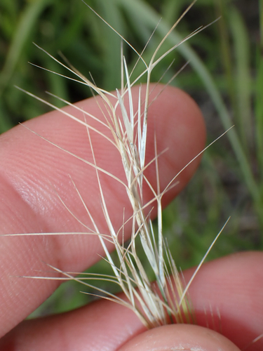 Aristida adscensionis, 2026-04-11