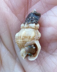 Nassarius mendicus
