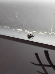 Synolabus bipustulatus