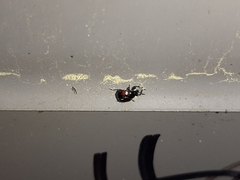 Synolabus bipustulatus