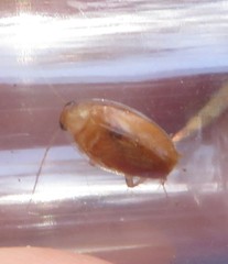 Plectoptera poeyi
