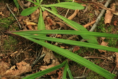 Carex insaniae