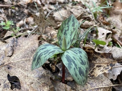 Trillium viridescens