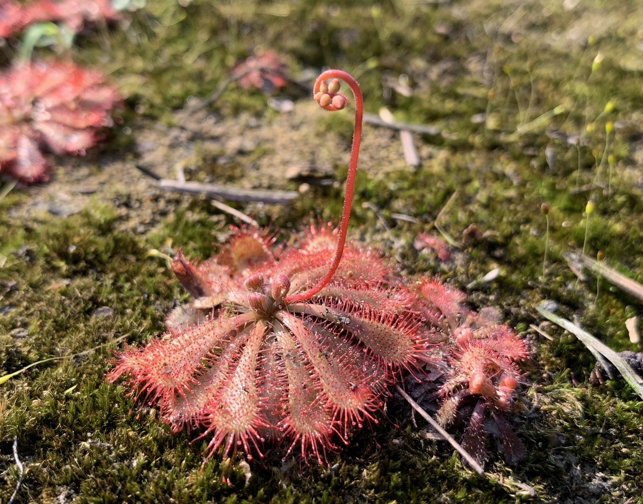 Drosera aff. spatulata 'Hong Kong' 2