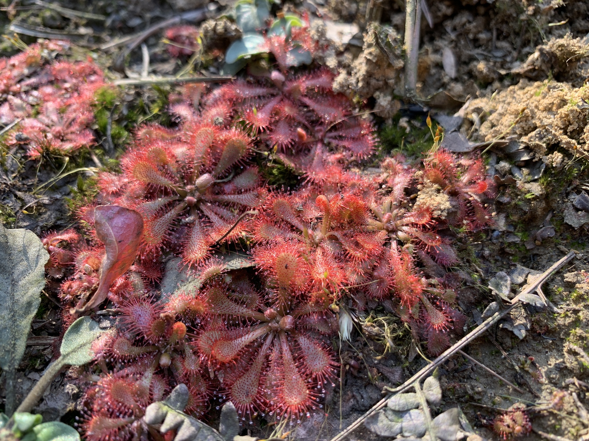 Drosera aff. spatulata 'Hong Kong' 3