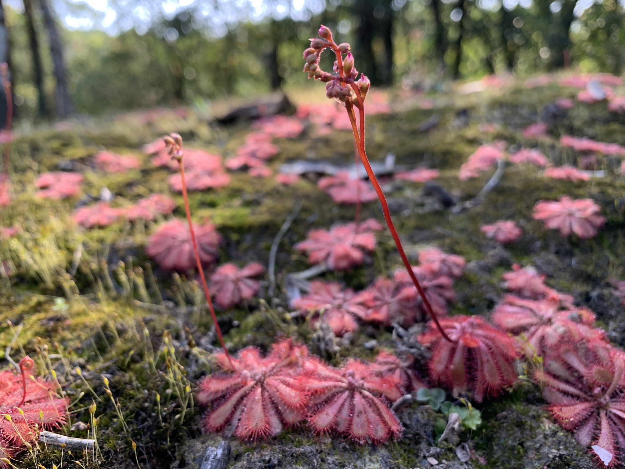 Drosera aff. spatulata 'Hong Kong'