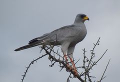 Melierax poliopterus