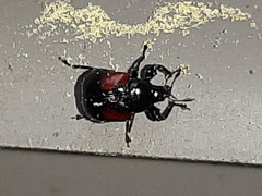 Synolabus bipustulatus