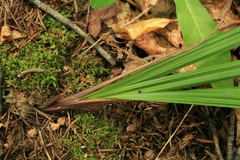 Carex insaniae