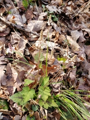 Tiarella austrina