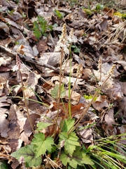Tiarella austrina