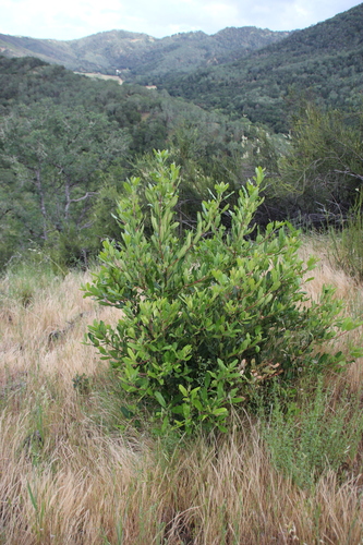 iNaturalist observation photo of Toyon
